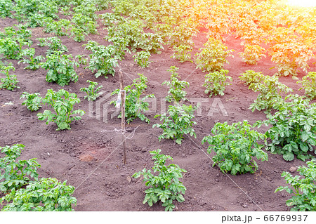 Growing potatoes, shoots in a row. green potatoes grow in the field. growing vegetables, selective focus. Growing potatoes, shoots in a row. green potatoes grow in the field. growing vegetables, selective focus. 66769937