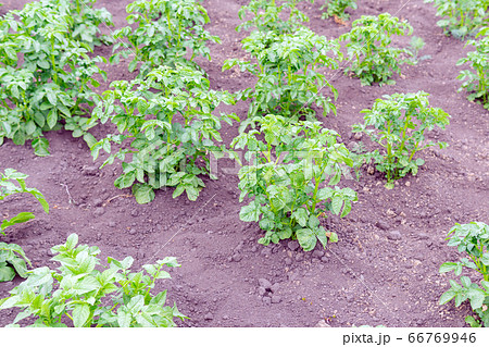 Potatoes growing in a field organic farm. growing vegetables, selective focus. Potatoes growing in a field organic farm. growing vegetables, selective focus. 66769946