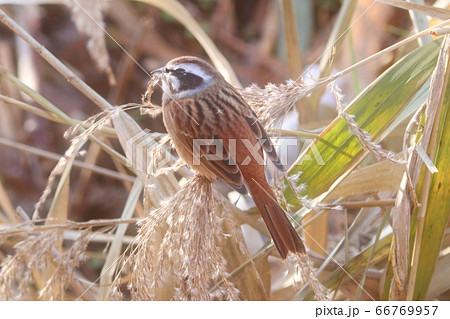ススキの穂についている種を食べるホオジロ 野鳥の写真素材