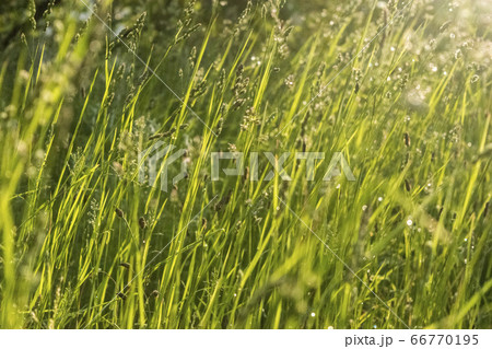 夕方の雑草 夕方の雑草 66770195