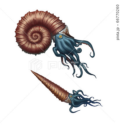 Giant ammonite and cameroceras on a white background. Giant ancient mollusks of the Cretaceous period. Giant ammonite and cameroceras on a white background. Giant ancient mollusks of the Cretaceous period. 66770260
