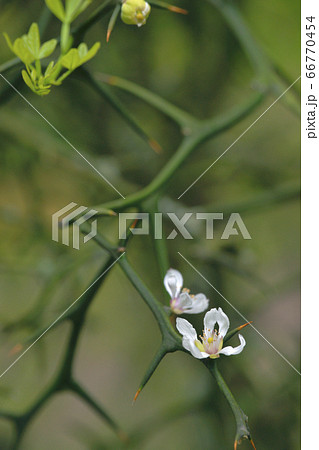 カラタチ カラタチ 66770454