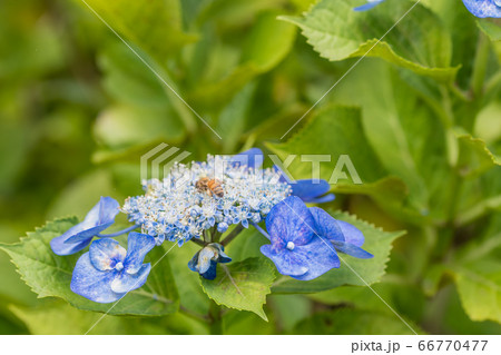 【相模原北公園のガクアジサイとミツバチ】 66770477