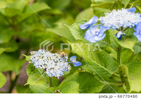 【相模原北公園のガクアジサイとミツバチ】 66770480
