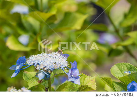 【相模原北公園のガクアジサイとミツバチ】 66770482