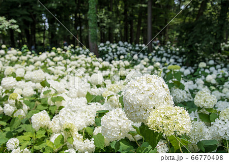 【相模原北公園の紫陽花　アナベル】 66770498
