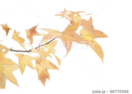 紅葉の葉　紅葉の葉の素材　紅葉　紅葉テクスチャー 66770566