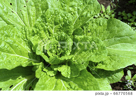 畑で育てているチシャ レタス の写真素材