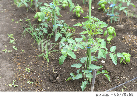 野菜が植えられた畑(ミニトマト) 野菜が植えられた畑(ミニトマト) 66770569