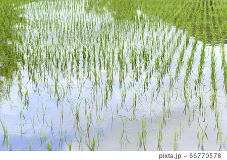 春の水田(田植え直後) 春の水田(田植え直後) 66770578