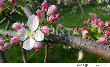 Beautiful branch with delicate flowers of spring tree Beautiful branch with delicate flowers of spring tree 66770678