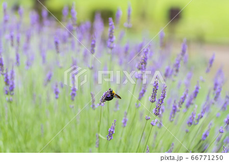 【相模原北公園のラベンダーとクマバチ】 【相模原北公園のラベンダーとクマバチ】 66771250