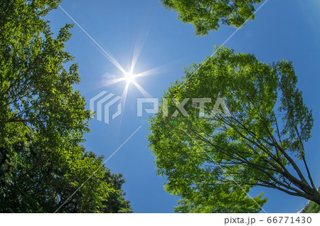 夏の太陽と緑の写真素材