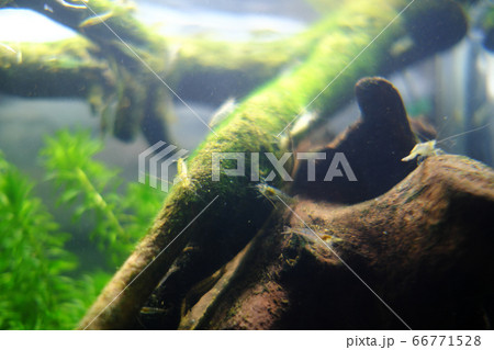 流木のコケを食べるたくさんのミナミヌマエビの写真素材