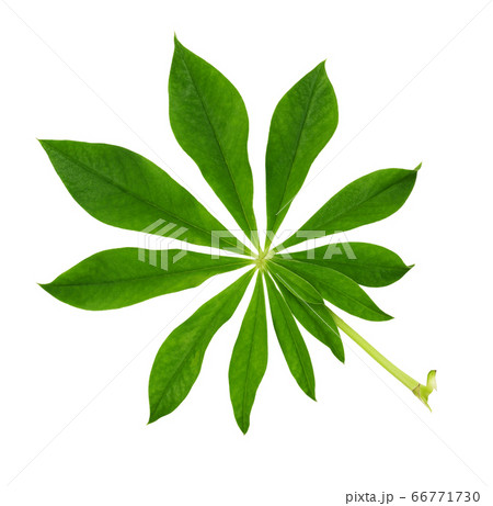 Lupinus polyphyllus green leaf Lupinus polyphyllus green leaf 66771730