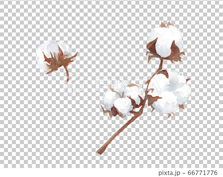 Trace vector of watercolor illustration of cotton 66771776