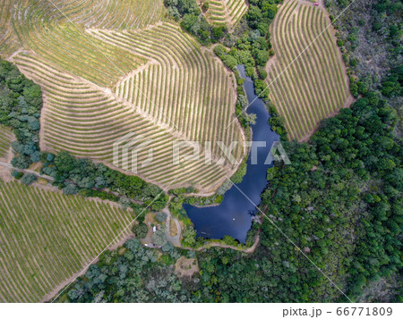 Aerial top view of Napa Valley vineyard landscape Aerial top view of Napa Valley vineyard landscape 66771809