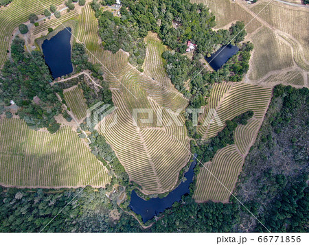 Aerial top view of Napa Valley vineyard landscape  66771856