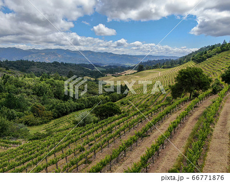 Aerial view of Napa Valley vineyard landscape  66771876