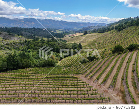 Aerial view of Napa Valley vineyard landscape Aerial view of Napa Valley vineyard landscape 66771882