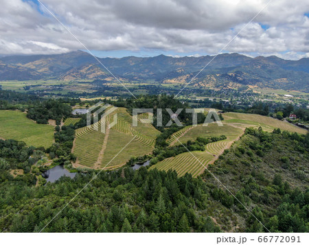 Aerial view of Napa Valley vineyard landscape Aerial view of Napa Valley vineyard landscape 66772091