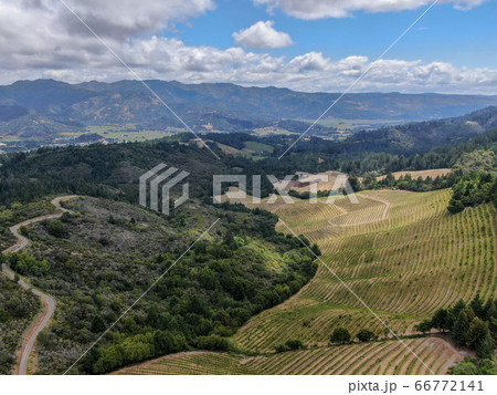 Aerial view of Napa Valley vineyard landscape  66772141
