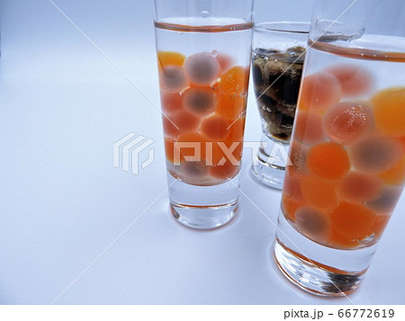 タピオカ4 66772619