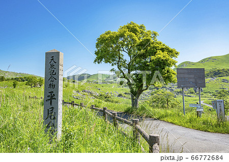 福岡県北九州市 新緑の平尾台 福岡県北九州市 新緑の平尾台 66772684