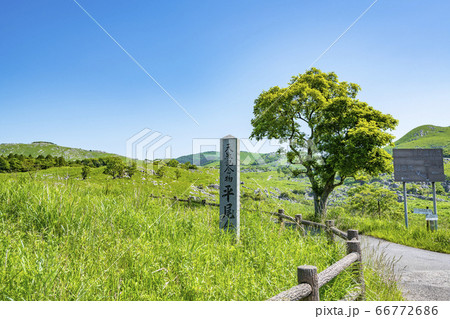 福岡県北九州市　新緑の平尾台 66772686