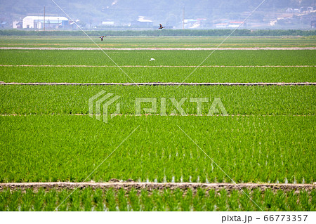 稲 農業 ノン 66773357