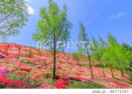 松本つつじ園 長崎県大村市の写真素材