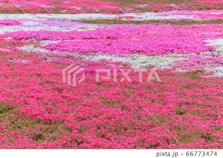 芝桜 松本つつじ園 長崎県大村市の写真素材