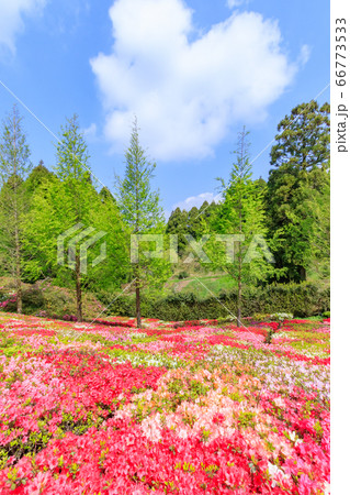 松本つつじ園 長崎県大村市の写真素材