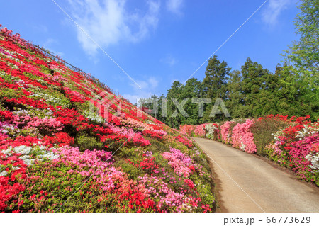 松本つつじ園 長崎県大村市の写真素材