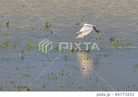 Little Egret Egretta Garzetta Small White Heron 66773832