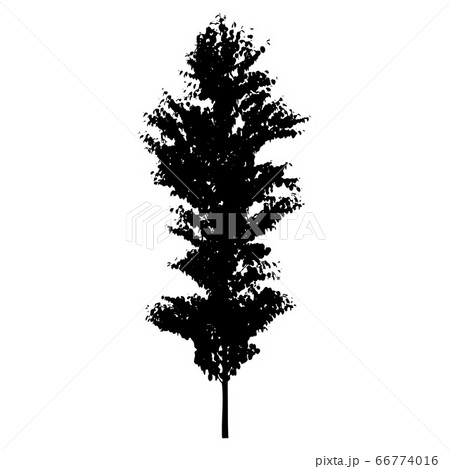 Vector tree silhouette isolated on white background 66774016
