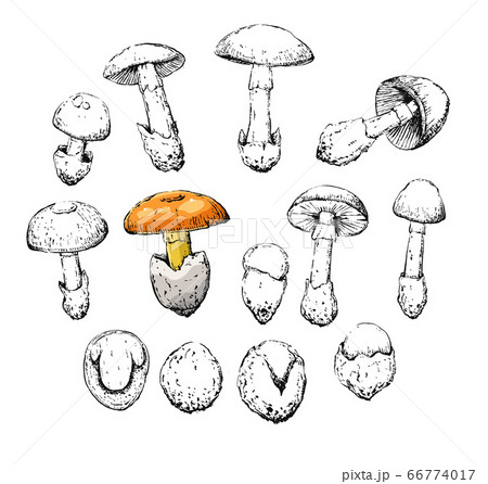 amanita caesarea old vintage retro sketch set 66774017