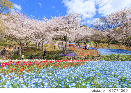 火の山公園トルコチューリップ園 66774069