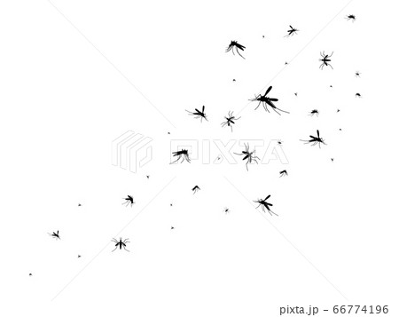 Flying mosquitoes. Black silhouette mosquito, swarm flying insects spreading disease dangerous infection and viruses, gnat pest vector image Flying mosquitoes. Black silhouette mosquito, swarm flying insects spreading disease dangerous infection and viruses, gnat pest vector image 66774196