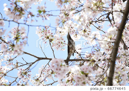 桜の中のメスのイソヒヨドリ 66774645