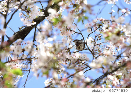 桜の中のメスのイソヒヨドリ 66774650