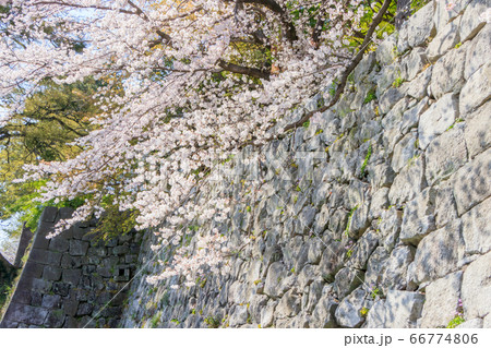 久留米城跡と桜　福岡県久留米市 66774806