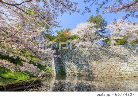 久留米城跡と桜 福岡県久留米市 久留米城跡と桜 福岡県久留米市 66774807