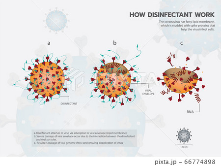 How disinfectant work and kill Coronavirus or Covid19 or Sar COV 2 info graphic 66774898
