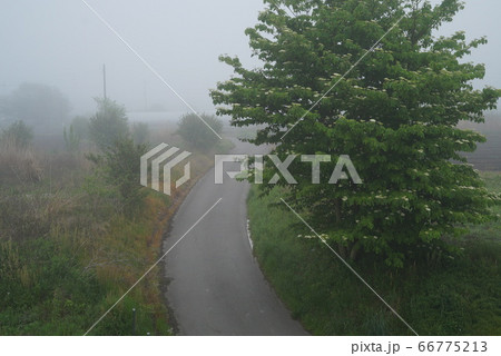 霧の中で佇む樹木 霧の中で佇む樹木 66775213