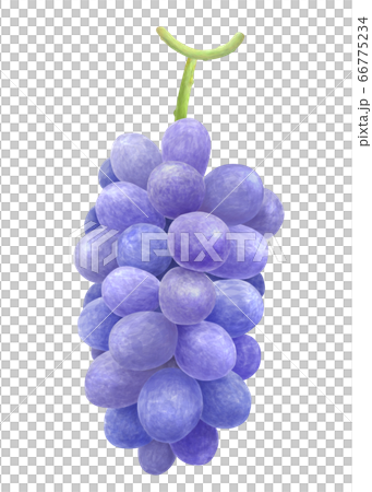 葡萄的水彩畫 66775234