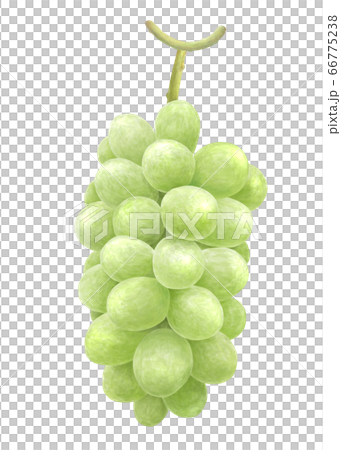 馬斯喀特水彩 66775238