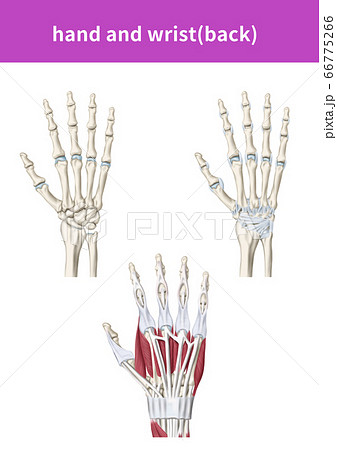 骨 筋肉 解剖学のイラスト素材