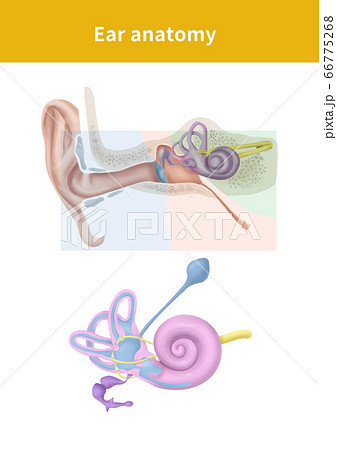 耳 内耳 解剖学のイラスト素材