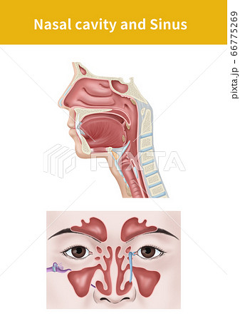 解剖学 医学 鼻のイラスト素材